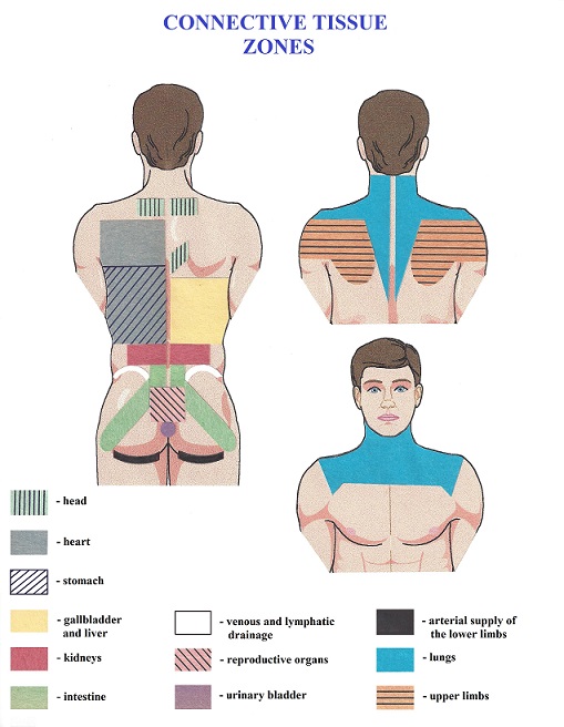 Fig. 3. Map of CTZs on the back in cases of visceral abnormalities (Ebner, 1985)