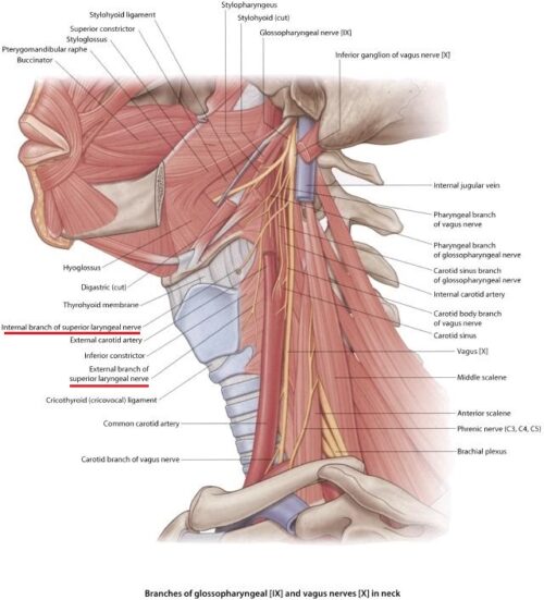 Medical Massage Courses & Certification | Science of Massage Institute ...