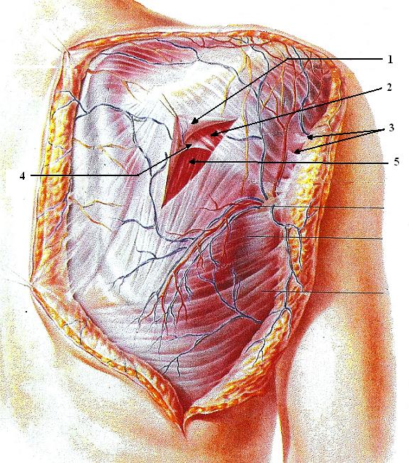 Fig. 2. Soft tissue arrangement in the posterior shoulder