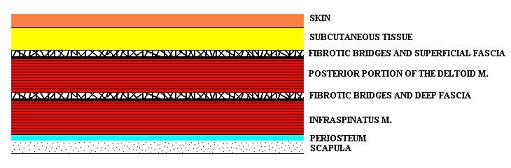 Fig. 1. Arrangement of the soft tissue