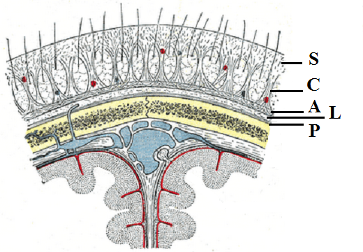 Fig. 1. Cross-sectional anatomy of the skull (Gray's Anatomy)