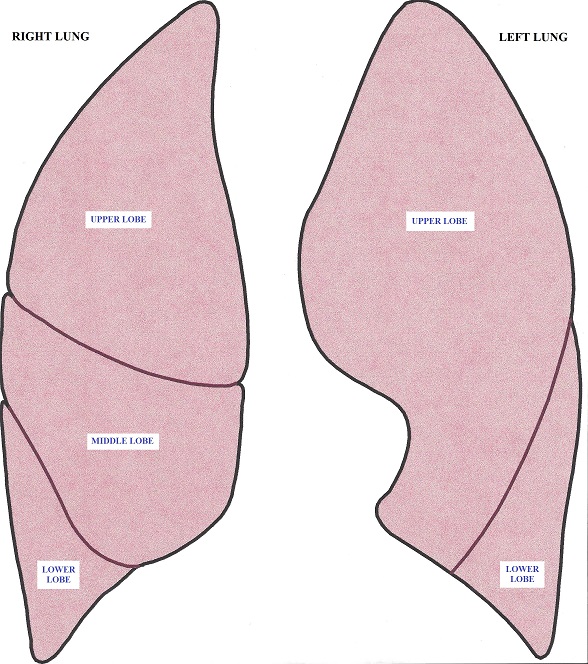 Fig. 2. Anatomy of the lungs