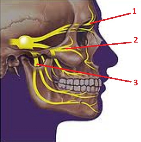 Fig. 5. Anatomy of trigeminal nerve